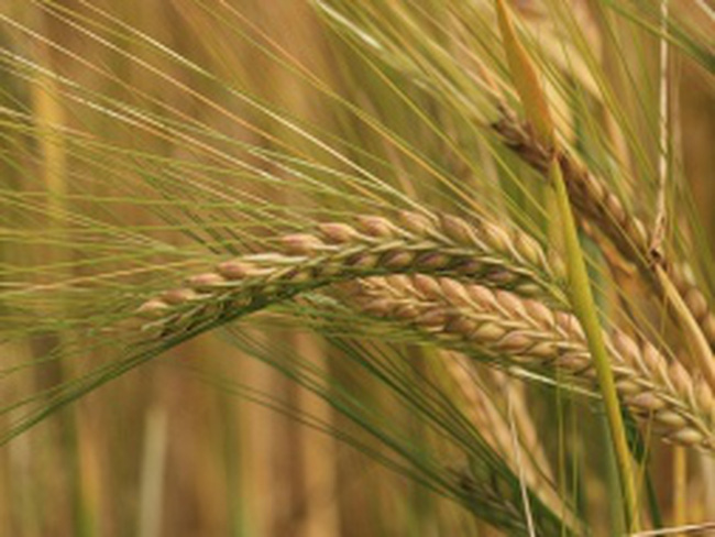 Фото 3. Продам СЕМЕНА пшеницы MASON - Мягкий канадский трансгенный озимый сорт (элита)