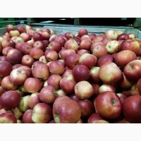 Продам яблука з Польщі
