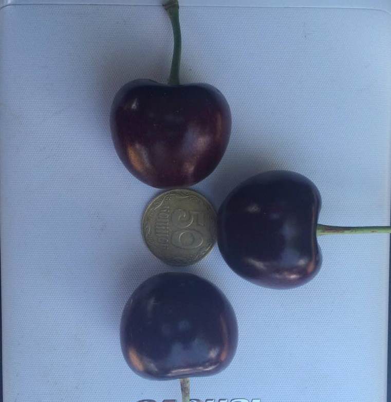 Фото 2. Черешня крупноплодная, черешня валерий чкалова, черешня с сада оптом
