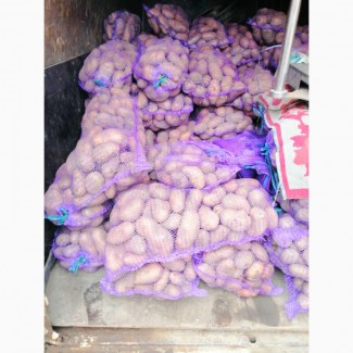 Продам товарный картофель сорт Беларосса