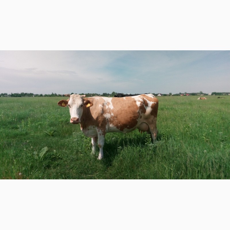 Фото 2. Продам коров