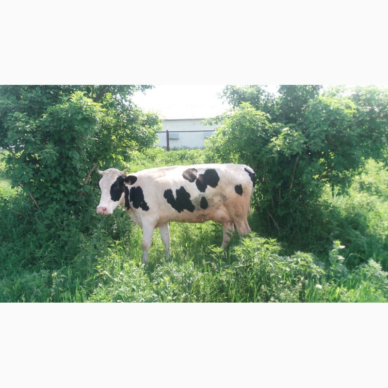 Фото 4. Продам коров