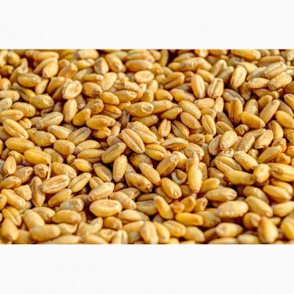 Продам пшеницу 200 т 2, 3 кл Ф1 Ф2 производитель