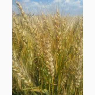 Пшеница озимая сорт Чорнява, 1 Реп