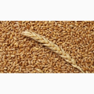 Пшениця фуражна органічна