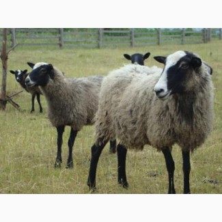 Куплю овець романівської породи