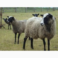 Куплю овець романівської породи