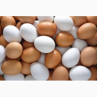 Продам инкубационное яйцо Гриз Бар, Редбро, Мастер Грей, Испанка, Фокси Чик