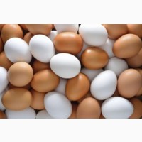 Продам инкубационное яйцо Гриз Бар, Редбро, Мастер Грей, Испанка, Фокси Чик