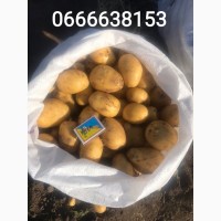 Продам молодой товарный картофель урожай 2020