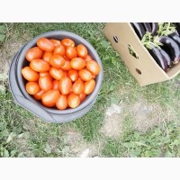 Продам грунтовой помидор сорта: Асвон, Пьетра Росса