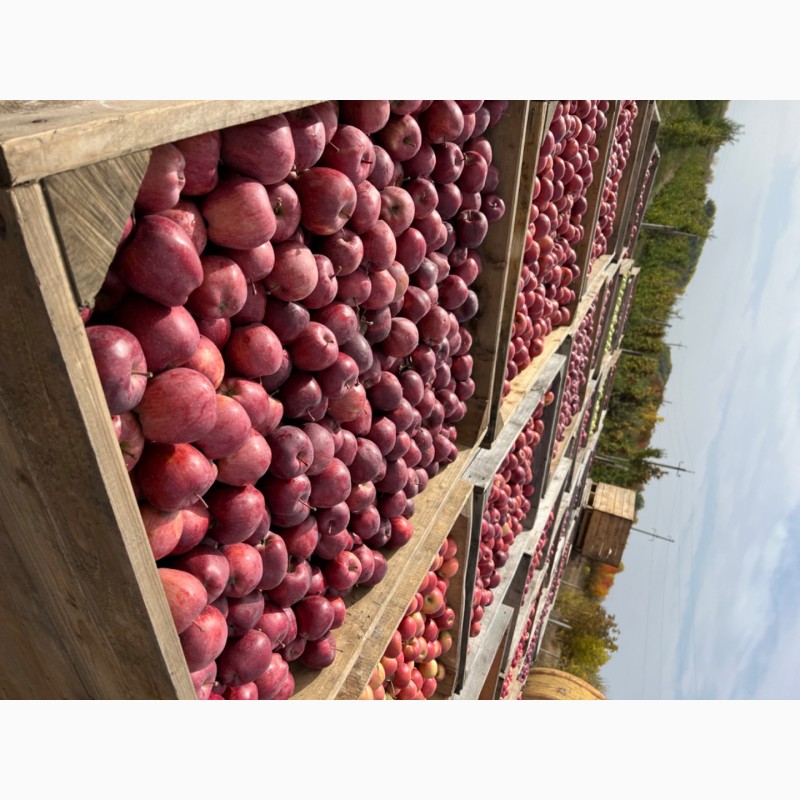 Фото 2. ФГ реалізує високоякісні яблука з власного саду