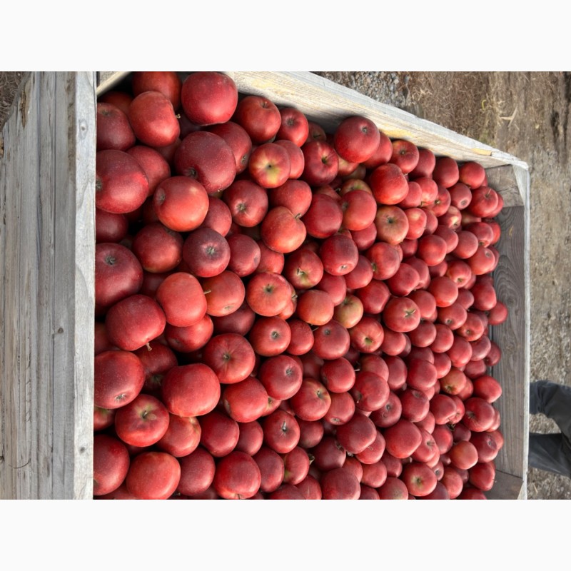 Фото 3. ФГ реалізує високоякісні яблука з власного саду