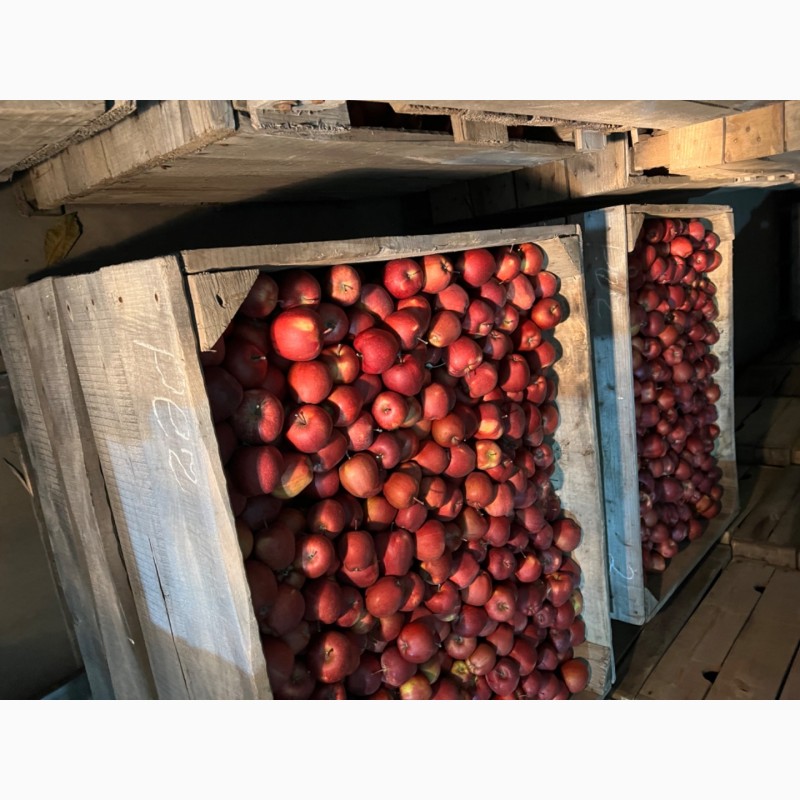 Фото 4. ФГ реалізує високоякісні яблука з власного саду