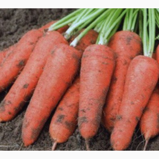 Морковка хорошая выборка с поля