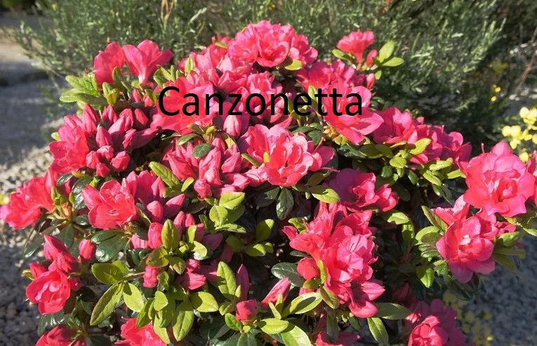 Продам азалия Canzonetta