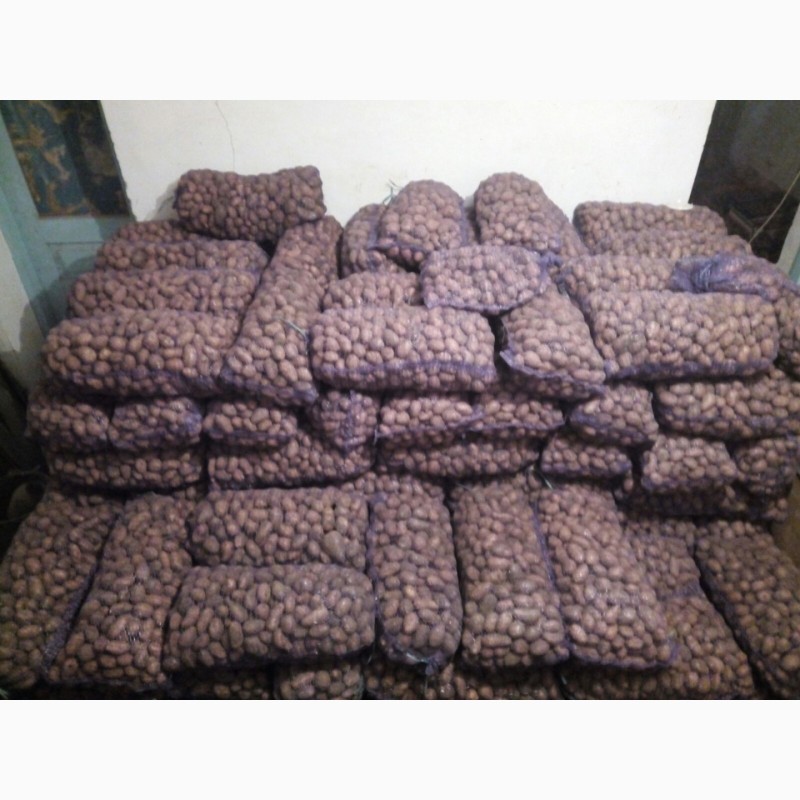 Фото 2. Продам семенной картофель, сорт яславян