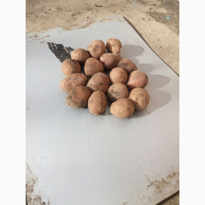 Фото 3. Продам семенной картофель, сорт яславян