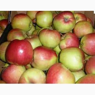 Продам оптом яблука від українського виробника
