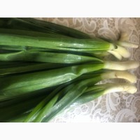 Зелена цибуля високої якості (перо)