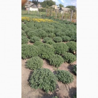 Продам пишні кущики шаровидної хризантеми мультифлори, 50 сортів