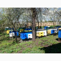 Продам Бджолині сімї (Пчелиные семьи)