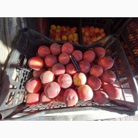Абрикос персик малина виноград арбуз