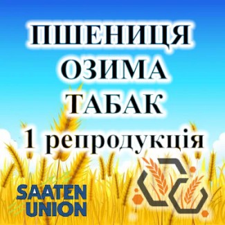 Насіння озимої пшениці ТАБАК 1 репродукція SAATEN UNION