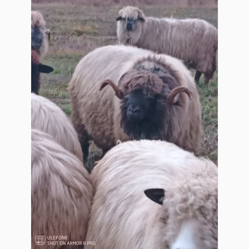Фото 2. Румунські барани, барани, вівці, ягнята