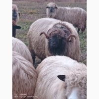 Румунські барани, барани, вівці, ягнята