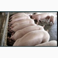Свині живою вагою 140 кг