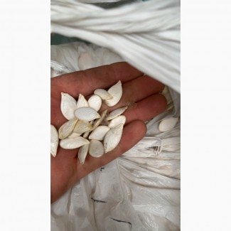 Продам насіння гарбуза стофунтовка
