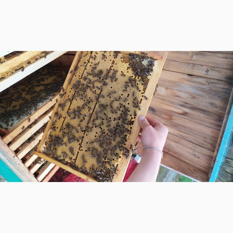 Фото 2. Бджолопакети КАРПАТСЬКОЇ породи з власної пасіки 2023