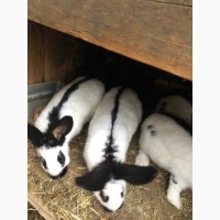 Продам кролики кролі німецький строкач, бургундець, полтавське срібло