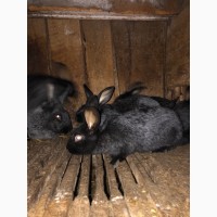 Продам кролики кролі німецький строкач, бургундець, полтавське срібло