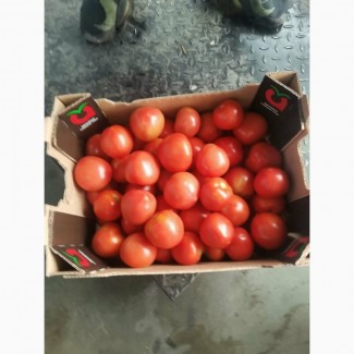 Продам помідори із Болгарії