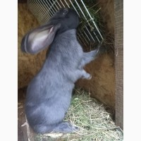 Кролики для розведення - Строкачі самці 4 міс - Львів