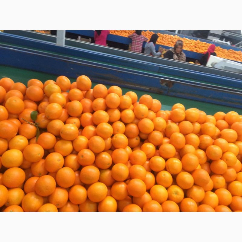 Фото 2. Апельсины свежие