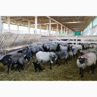 Продажа бизнеса разведению овец