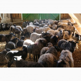 Продажа бизнеса разведению овец