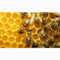 Продам бджолопакети або бджолосімї