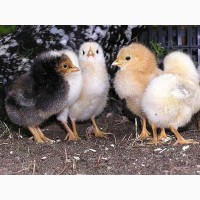 Продам цыплят Ломан Браун и Испанки-голо шейки г.=25гр. с 27/03/24 г. Днепр