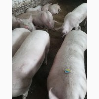 Свині жива вага від 150до200кг