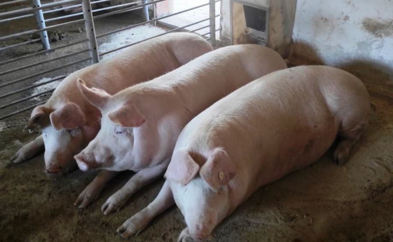 Фото 2. Свині жива вага від 150до200кг