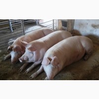 Свині жива вага від 150до200кг