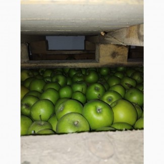 Продам яблука з холодильника ОПТ