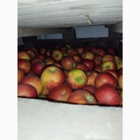 Продам яблука з холодильника ОПТ