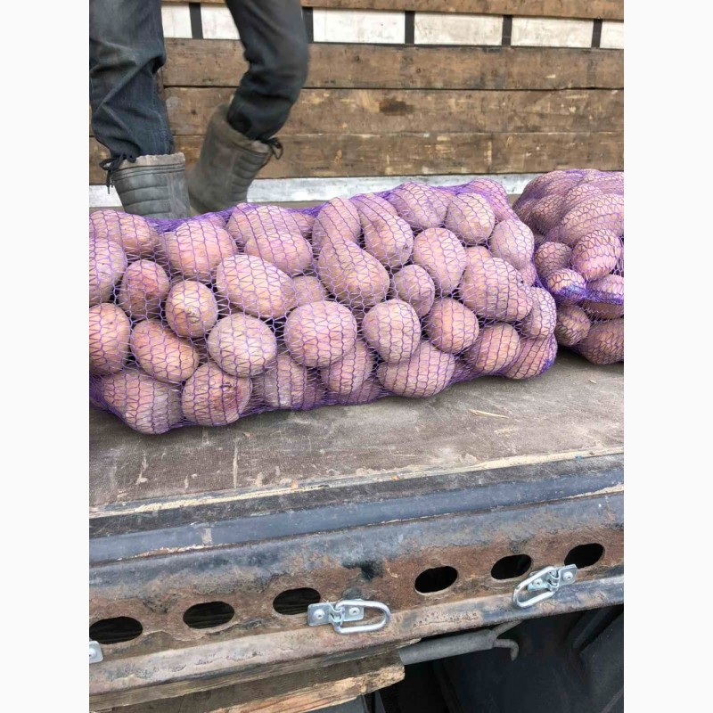 Фото 7. Продам товарну картоплю