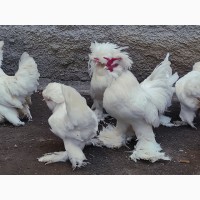 Яйце інкубаційне, курчата, Султанка біла, чорна