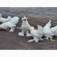 Яйце інкубаційне, курчата, Султанка біла, чорна
